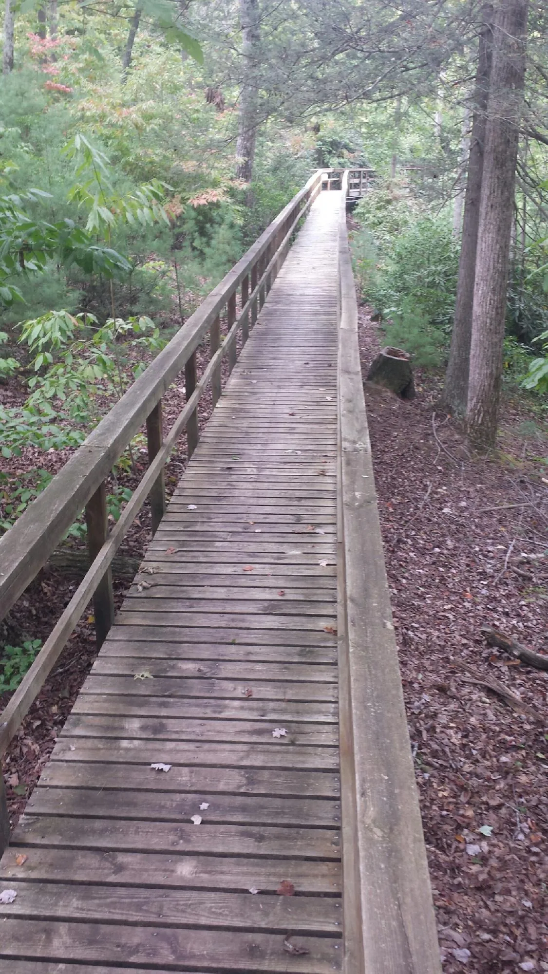Long wood walkway with handrails built through the woods in Woodstock